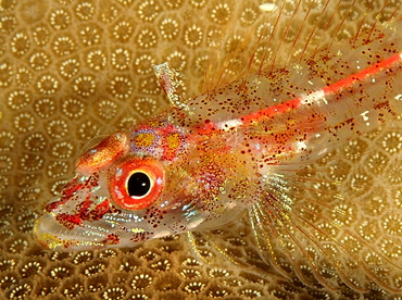 Largemouth Triplefin - Ucla xenogrammus - Palau