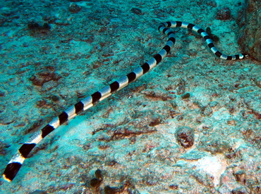 Banded Sea Krait - Laticauda colubrina - Fiji