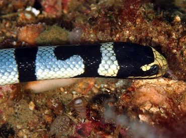 Banded Sea Krait - Laticauda colubrina - Anilao, Philippines