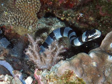 Blue-Lipped Sea krait - Laticauda laticaudata - Komodo, Indonesia