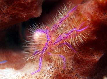 Hairy Squat Lobster - Lauriea siagiani - Lembeh Strait, Indonesia