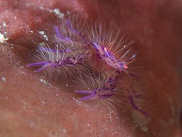 Hairy Squat Lobster - Lauriea siagiani - Komodo, Indonesia