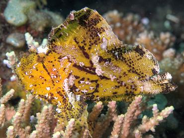 Leaf Scorpionfish - Taenianotus triacanthus - Bali, Indonesia