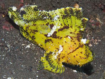 Leaf Scorpionfish - Taenianotus triacanthus - Bali, Indonesia