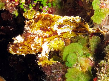 Leaf Scorpionfish - Taenianotus triacanthus - Yap, Micronesia