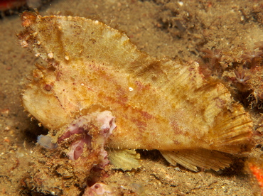 Leaf Scorpionfish - Taenianotus triacanthus - Lembeh Strait, Indonesia