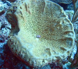 Leathery Barrel Sponge - Geodia neptuni - Grand Cayman