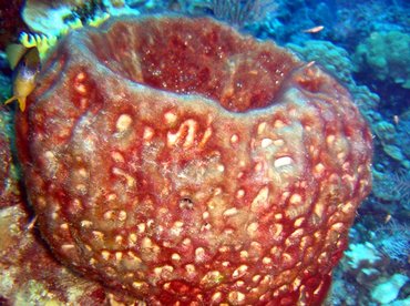 Leathery Barrel Sponge - Geodia neptuni - Nassau, Bahamas