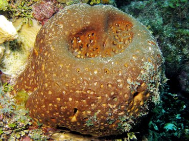 Leathery Barrel Sponge - Geodia neptuni - Grand Cayman