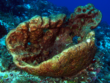 Leathery Barrel Sponge - Geodia neptuni - Cozumel, Mexico