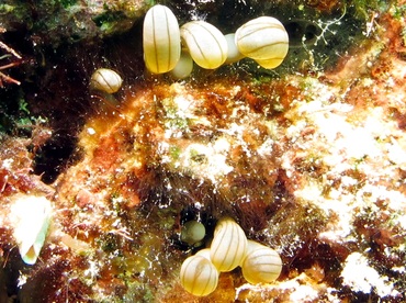 Hidden Anemone - Lebrunia coralligens - Bonaire