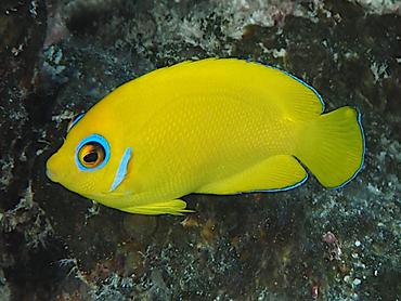 Lemonpeel Angelfish - Centropyge flavissima - Rangiroa, French Polynesia