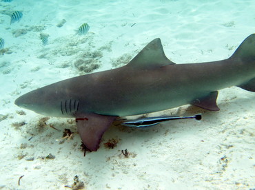 Lemon Shark - Negaprion brevirostris - The Exumas, Bahamas