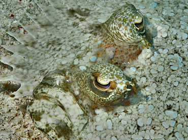 Leopard Flounder - Bothus pantherinus - Wakatobi, Indonesia