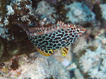 Leopard Wrasse - Macropharyngodon meleagris - Moorea, French Polynesia