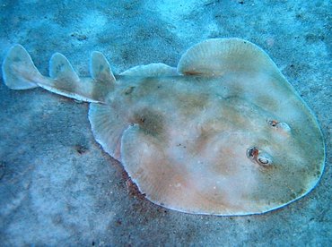 Lesser Electric Ray - Narcine brasiliensis - Cozumel, Mexico