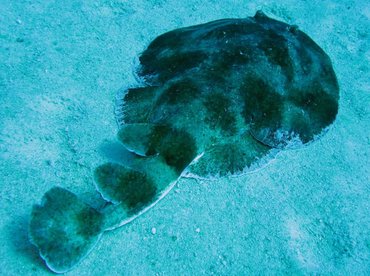 Lesser Electric Ray - Narcine brasiliensis - Isla Mujeres, Mexico