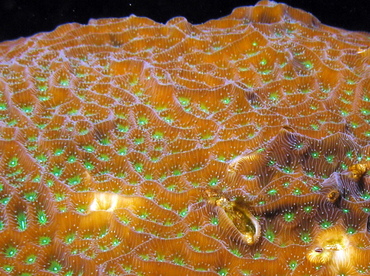 Lettuce Coral - Agaricia agaricities f. agaricities - Grand Cayman
