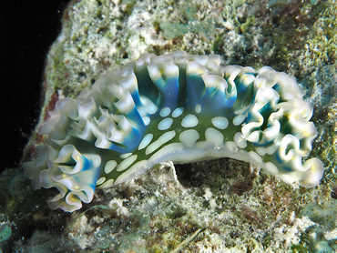 Lettuce Sea Slug - Elysia crispata - Bonaire