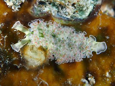Lettuce Sea Slug - Elysia crispata - British Virgin Islands