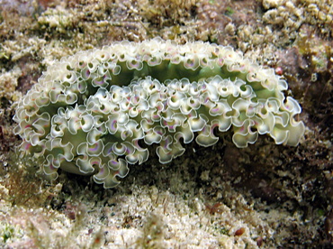Lettuce Sea Slug - Elysia crispata - St John, USVI