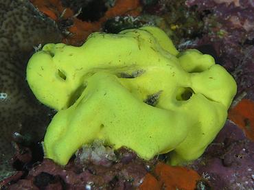 Lemon Sponge - Leucetta chagosensis - Komodo, Indonesia