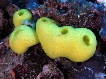 Lemon Sponge - Leucetta chagosensis - Komodo, Indonesia