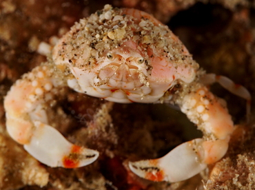 Four Ring Purse Crab - Leucosia anatum - Anilao, Philippines