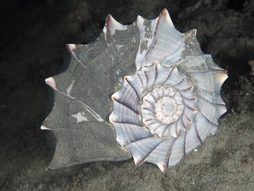 Lightning Whelk - Sinistrofulgur sinistrum - Blue Heron Bridge, Florida