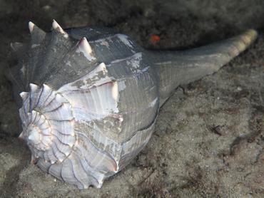 Lightning Whelk - Sinistrofulgur sinistrum - Blue Heron Bridge, Florida