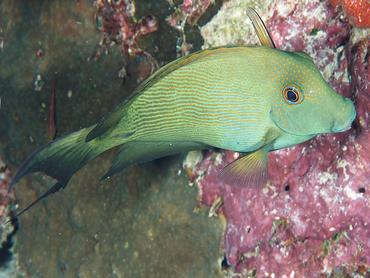 Lined Bristletooth - Ctenochaetus striatus - Lombok, Indonesia