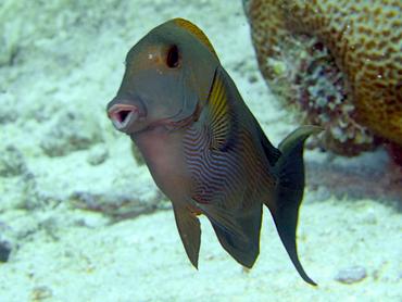 Lined Bristletooth - Ctenochaetus striatus - Lombok, Indonesia