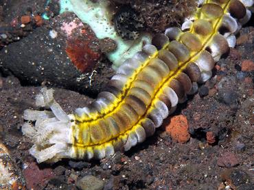 Lion's Paw Sea Cucumbers - Euapta godeffroyi - Bali, Indonesia