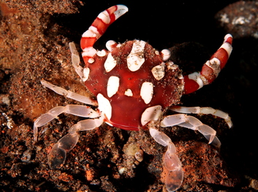 Harlequin Swimming Crab - Lissocarcinus laevis - Cozumel, Mexico