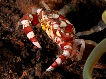 Harlequin Swimming Crab - Lissocarcinus laevis - Bali, Indonesia