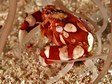 Harlequin Swimming Crab - Lissocarcinus laevis - Wakatobi, Indonesia