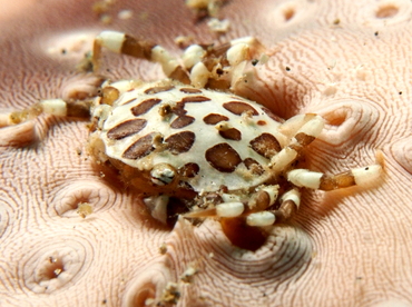Sea Cucumber Swimming Crab - Lissocarcinus orbicularis - Lembeh Strait, Indonesia