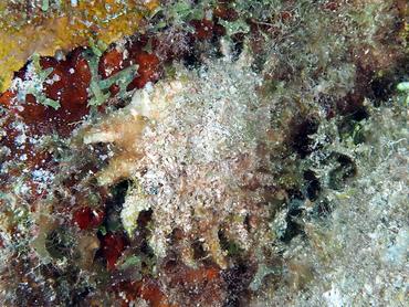 Longspine Starsnail - Lithopoma phoebium - British Virgin Islands