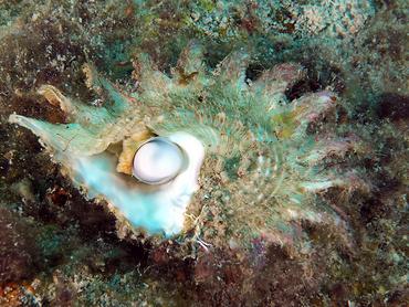 Longspine Starsnail - Lithopoma phoebium - British Virgin Islands