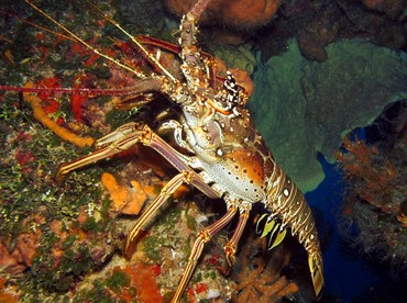 Caribbean Spiny Lobster - Panulirus argus - Cozumel, Mexico