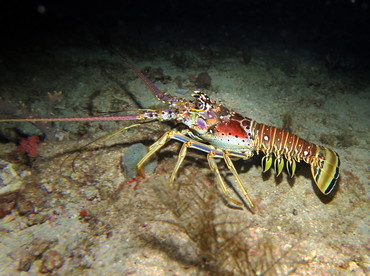 Caribbean Spiny Lobster - Panulirus argus - Palm Beach, Florida