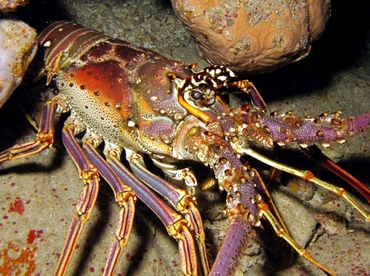 Caribbean Spiny Lobster - Panulirus argus - St Thomas, USVI