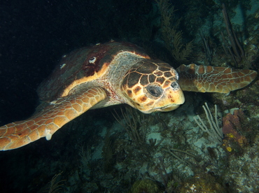 Loggerhead Turtle - Caretta caretta - Belize