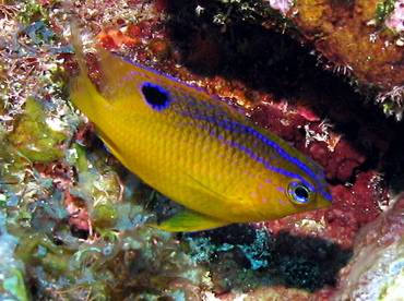 Longfin Damselfish - Stegastes diencaeus - Grand Cayman