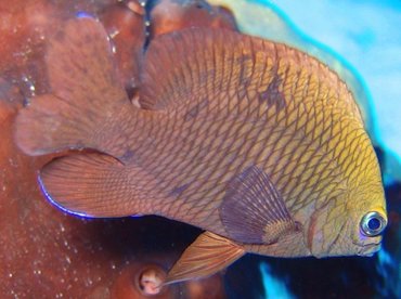 Longfin Damselfish - Stegastes diencaeus - Turks and Caicos