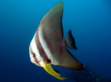 Longfin Spadefish - Platax teira - Lembeh Strait, Indonesia
