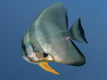 Longfin Spadefish - Platax teira - Lombok, Indonesia