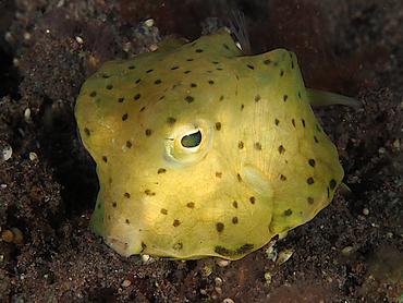 Longhorn Cowfish - Lactoria cornuta - Bali, Indonesia