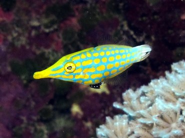 Longnose Filefish - Oxymonacanthus longirostris - Yap, Micronesia
