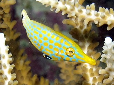 Longnose Filefish - Oxymonacanthus longirostris - Palau